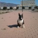 Bruto Bull Terrier